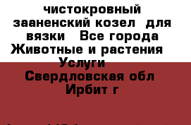 чистокровный зааненский козел  для вязки - Все города Животные и растения » Услуги   . Свердловская обл.,Ирбит г.